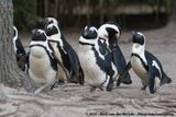 African Penguin<br><i>Spheniscus demersus</i>