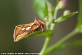 Gold Spot<br><i>Plusia festucae festucae</i>