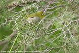 Silvereye<br><i>Zosterops lateralis chloronotus</i>