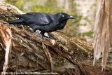 Australian Raven<br><i>Corvus coronoides perplexus</i>