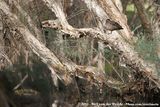 Grey Teal<br><i>Anas gracilis gracilis</i>