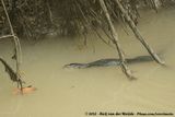 Common Water Monitor<br><i>Varanus salvator macromaculatus</i>