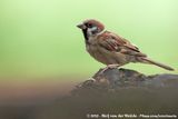 Eurasian Tree Sparrow<br><i>Passer montanus malaccensis</i>