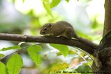 Slender Squirrel<br><i>Sundasciurus tenuis tenuis</i>