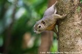 Plantain Squirrel<br><i>Callosciurus notatus miniatus</i>