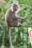 Long-Tailed Macaque<br><i>Macaca fascicularis fascicularis</i>