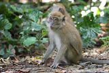 Long-Tailed Macaque<br><i>Macaca fascicularis fascicularis</i>