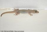 Common House Gecko<br><i>Hemidactylus frenatus</i>