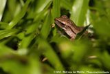 Common Tree Frog<br><i>Polypedates leucomystax</i>