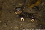 Shore Pit Viper<br><i>Trimeresurus purpureomaculatus</i><br>and Violet Vinegar Crab<br><i>Episesarma versicolor</i>