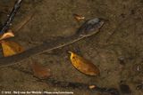 Shore Pit Viper<br><i>Trimeresurus purpureomaculatus</i>