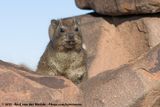 Rock Hyrax<br><i>Procavia capensis welwitschii</i>