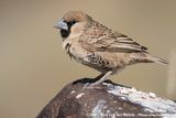 Sociable Weaver<br><i>Philetairus socius</i>
