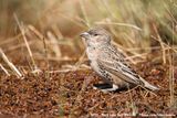 Sociable Weaver<br><i>Philetairus socius</i>