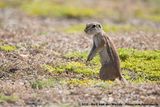 South African Ground Squirrel<br><i>Geosciurus inauris</i>