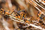 Brown Locust<br><i>Locustana pardalina</i>