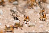 Brown Locust<br><i>Locustana pardalina</i>
