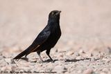 Pale-Winged Starling<br><i>Onychognathus nabouroup</i>