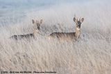 European Roe Deer<br><i>Capreolus capreolus</i>