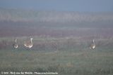 Great Bustard<br><i>Otis tarda tarda</i>