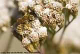 Golden Furrow-Bee<br><i>Halictus subauratus</i>