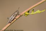 Common Maquis Grasshopper<br><i>Pezotettix giornae</i>