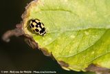 14-Spot Ladybird<br><i>Propylea quatuordecimpunctata</i>