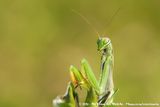 European Praying Mantis<br><i>Mantis religiosa religiosa</i>