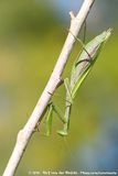 European Praying Mantis<br><i>Mantis religiosa religiosa</i>