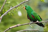 Moluccan Eclectus<br><i>Eclectus roratus roratus</i>