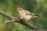 Eurasian Chaffinch<br><i>Fringilla coelebs coelebs</i>