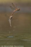 Common Darter<br><i>Sympetrum striolatum striolatum</i>