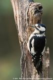 Great Spotted Woodpecker<br><i>Dendrocopos major pinetorum</i>