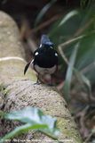 Oriental Magpie-Robin<br><i>Copsychus saularis musicus</i>