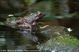 Blyths River Frog<br><i>Limnonectes blythii</i>