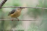 Long-Billed Crombec<br><i>Sylvietta rufescens rufescens</i>