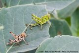 Desert Locust<br><i>Schistocerca gregaria flaviventris</i>