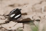 Danaid Eggfly<br><i>Hypolimnas misippus</i>