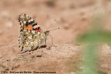 Painted Lady<br><i>Vanessa cardui</i>