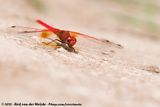 Orange-Winged Dropwing<br><i>Trithemis kirbyi kirbyi</i>