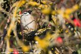 Eurasian Tree Sparrow<br><i>Passer montanus montanus</i>