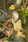 Western Yellow Wagtail<br><i>Motacilla flava ssp.</i>