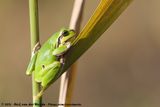 European Tree Frog<br><i>Hyla arborea</i>