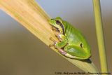 European Tree Frog<br><i>Hyla arborea</i>