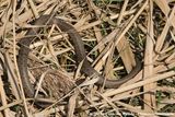 European Grass Snake<br><i>Natrix natrix</i>