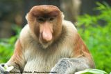 Proboscis Monkey<br><i>Nasalis larvatus</i>