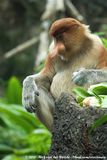 Proboscis Monkey<br><i>Nasalis larvatus</i>