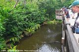 False Gharial exhibit