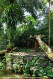Malayan Tiger Exhibit
