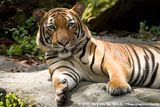 Malayan Tiger<br><i>Panthera tigris jacksoni</i>